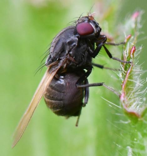 Réf. 306 120 : Minettia longipennis